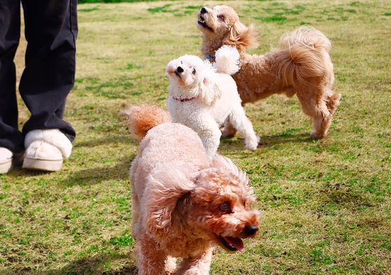 ★ＧＷ期間★愛犬と一緒に泊まろう♪【人気No1】海鮮バイキングｘ温泉券★